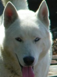 hachi