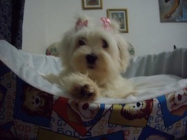 Muñeka