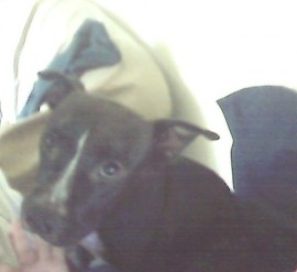 danna