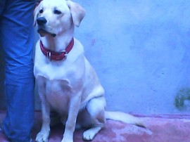 zimba