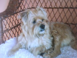 Toby