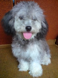 BELLOTA