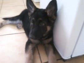 Caiser