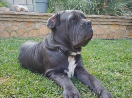 aquiles