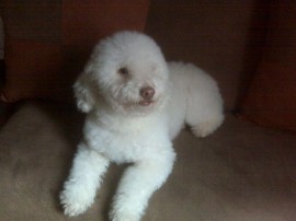 tobby
