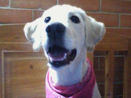Tayra