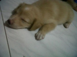 Bruno