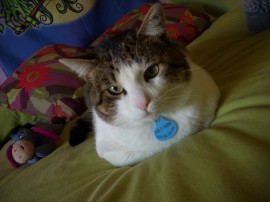 Garfi