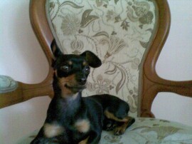 bandido