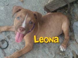 Leona 