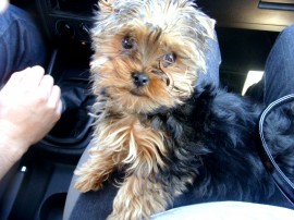 MAXY