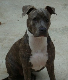 LOLA