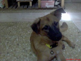 Majo
