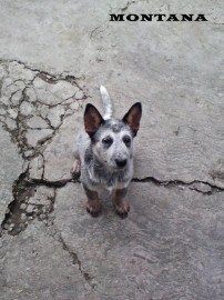 atena