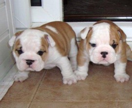 EXCLUSIVOS BULLDOG INGLES 85€  