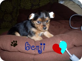 Benji