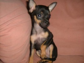 Chiki Baby Alejandra Cookie