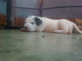kibo