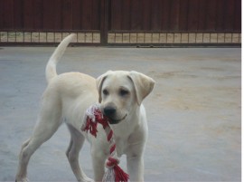 CANELA