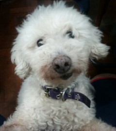 Homero