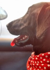 Chica