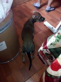 ATENA