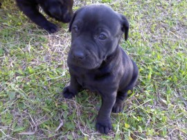 Aurelio