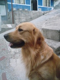 toby