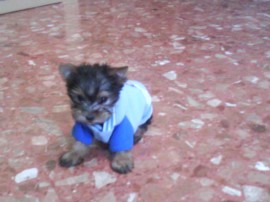 Duque