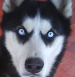 Jack