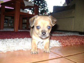 Bobby