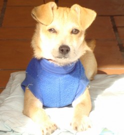 Mateo Solis(Mate)