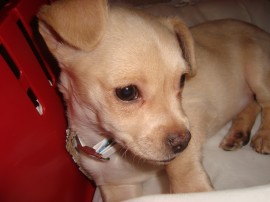 Auryn