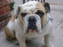 Toby