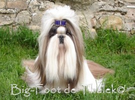 Ch.Int.,E. Chicho