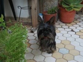 otto