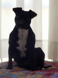 Shira