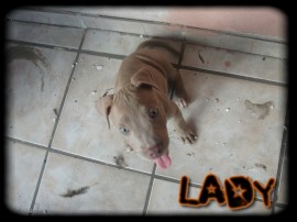 lady