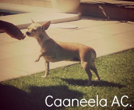 Caneela