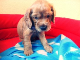 Teddy