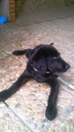 Keko