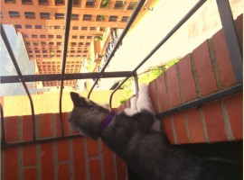 Amy