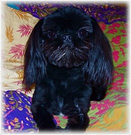 Domino de BlackPearl Shih Tzu