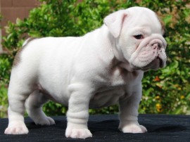 Puppiestogo