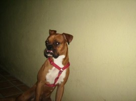 Foster
