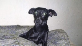 Negra