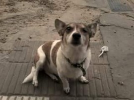 Pupi