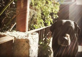 Negra