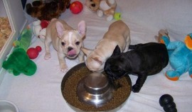 Regalo hermoso cahorros bullldog frances