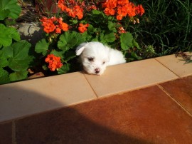 Otto